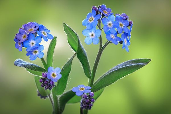 Washington State-Seabeck Forget-me-not blossoms close-up
